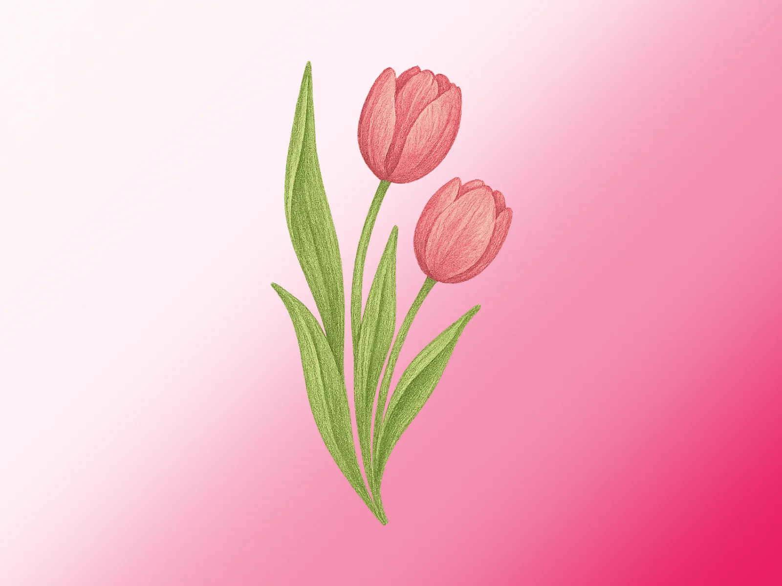 Preview de Tulipanes